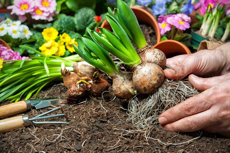 Las plantas que se cultivan a través de bulbos. Foto: ARCHIVO