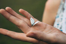 Qué significa y qué hacer si una mariposa entra a tu casa. Foto: Archivo