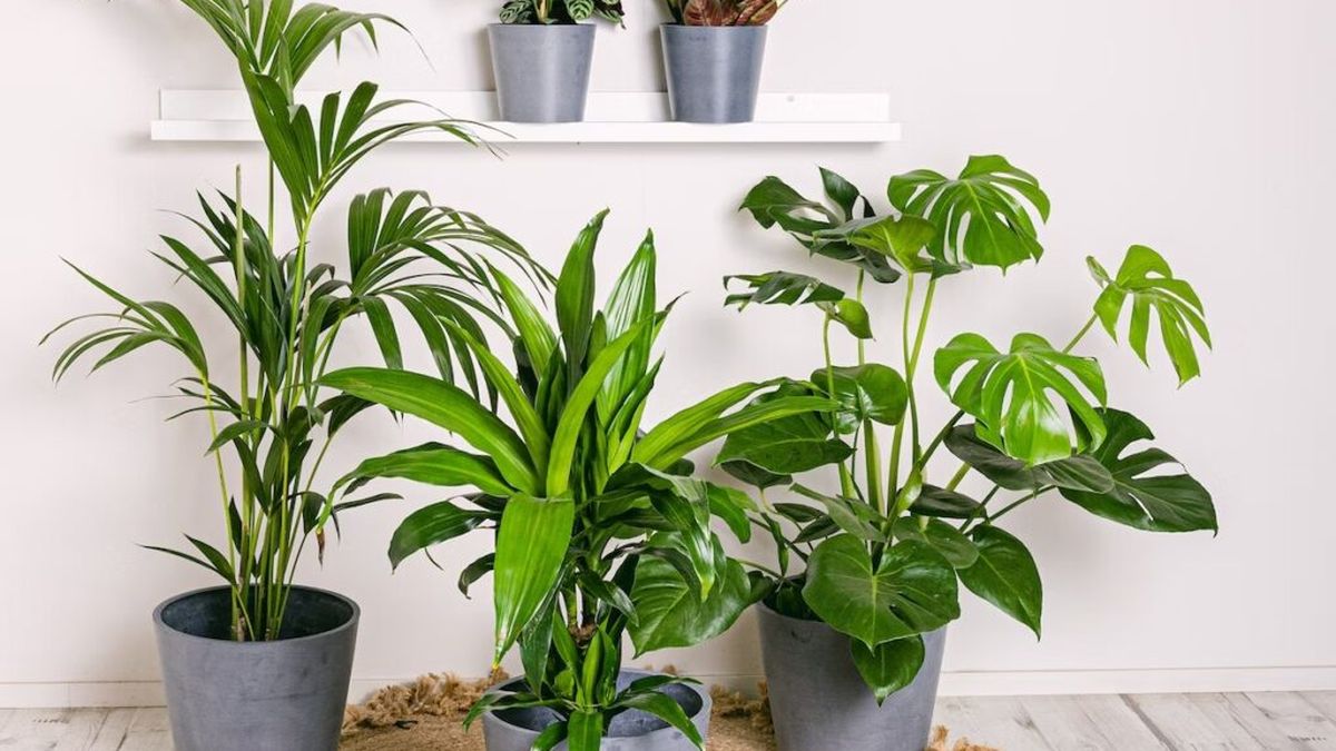No es el potus: la planta de interior que todos están eligiendo
