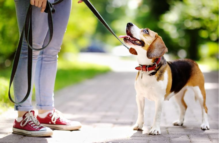Mascotas Cómo enseñarle a obedecer Foto: Shutterstock