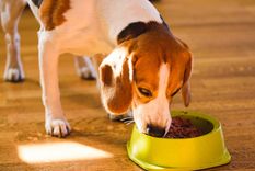 Si tu perro sólo huele el alimento y lo deja en su plato, debes tomar algunas medidas Foto: Freepik