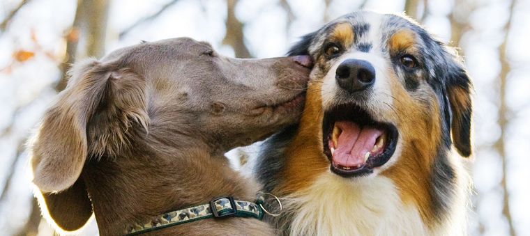 Conexión. Es profunda la que establecen los perros con los niños. Foto: Pet WebMD