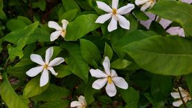 La planta que resiste bajas temperaturas pero necesita algunos cuidados. La planta que resiste bajas temperaturas pero necesita algunos cuidados.