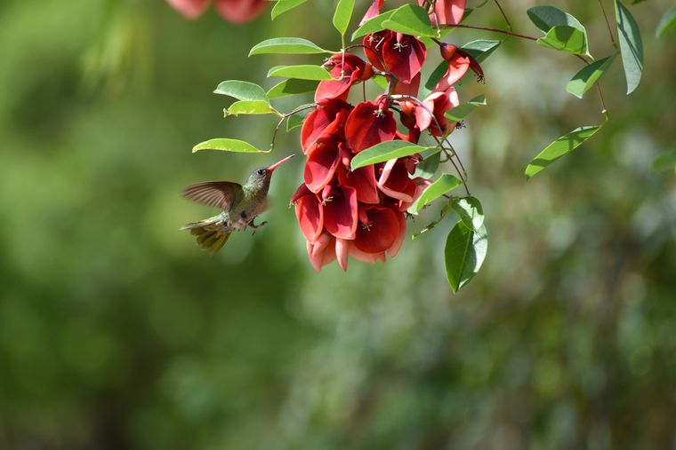 El ceibo es uno de los árboles más elegidos para sumar color y vida al jardín. Foto: Shutterstock