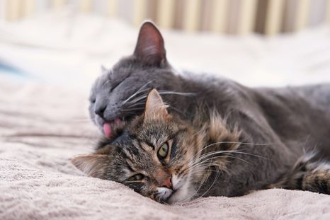 Cómo hacer para adaptar a mascotas de diferentes edades. Foto: Shutterstock Cómo hacer para adaptar a mascotas de diferentes edades. Foto: Shutterstock