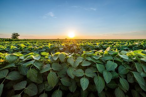 Argentina es el tercer productor mundial de soja pero las malezas resistentes amenazan la producción de los campos. Ahora hay una solución innovadora de Syngenta para combatirlas. Argentina es el tercer productor mundial de soja pero las malezas resistentes amenazan la producción de los campos. Ahora hay una solución innovadora de Syngenta para combatirlas.