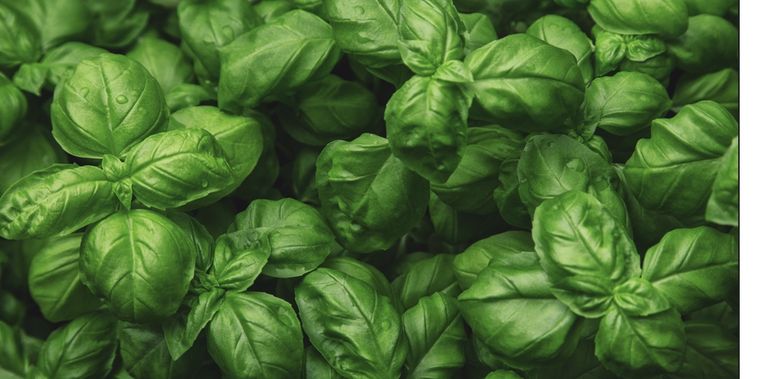 Aprovecha el verano para cultivar tu propia planta de albahaca Foto: Shutterstock