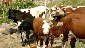 La ganadería entra en una nueva etapa: la hacienda ajusta precios y el mercado se mueve con mayor cautela