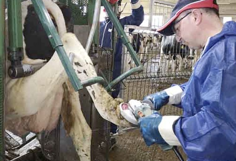 El trabajo del podólogo bovino es clave para prevenir lesiones podales, mejorar el bienestar animal y sostener la productividad en los rodeos lecheros.