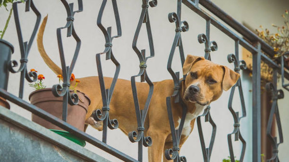 Multarán a quienes dejen a sus perros o gatos en balcones o terrazas