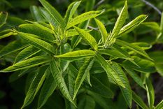 JARDÍN Esta planta es conocida como Aloysia citrodora, cedrón, cidrón, hierba luisa o verbena de Indias Foto: SHUTTERSTOCK