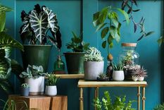 Las plantas de interior son cada vez más comunes en hogares. (Shutterstock). Las plantas de interior son cada vez más comunes en hogares. (Shutterstock).