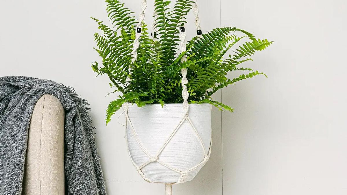 Estas plantas atraen dinero y energía positiva: dónde ponerlas para que funcionen