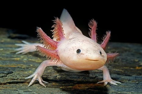 El ajolote mexicano es el único animal capaz de regenerar extremidades amputadas y órganos y tejidos lesionados. El ajolote mexicano es el único animal capaz de regenerar extremidades amputadas y órganos y tejidos lesionados.