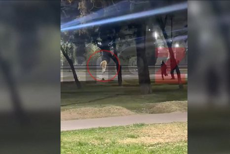 El momento en el que el presunto autor del robo salió corriendo al Acceso Este, antes de ser atropellado.&nbsp;