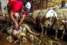 El esquilado es un oficio ancestral. Foto: EFE El esquilado es un oficio ancestral. Foto: EFE