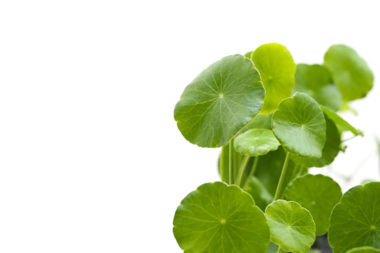 centella Una planta que vale oro. Foto: Fuente: Shutterstock