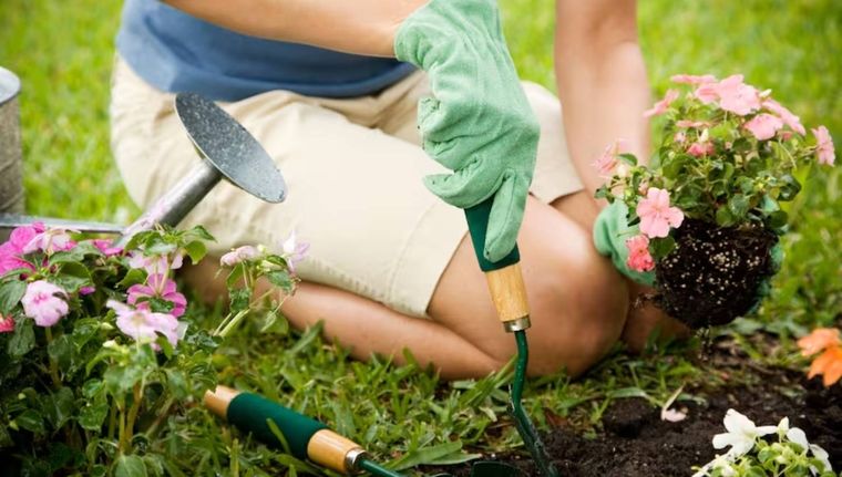Este abono casero es vital para fomentar la floración de las plantas Foto: Archivo MDZ