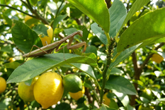 La mantis religiosa ayuda al limonero contra las plagas.