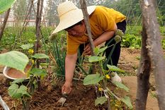 alerta en china: prohiben cultivar por la contaminacion alerta en china: prohiben cultivar por la contaminacion