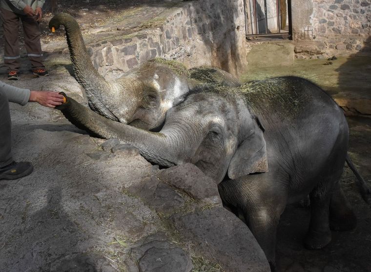 Pocha y Guillermina serán trasladas a un santuario en Brasil Foto: Prensa Gobierno de Mendoza