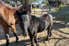 Los animales robados fueron encontrados por efectivos de la División Rural e Investigaciones en un operativo policial.
