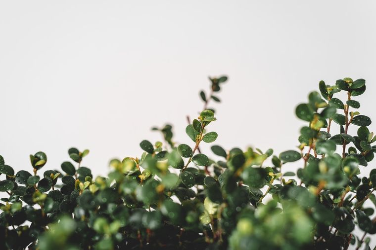 Ficus Conoce algunos de los motivos que provocan la caída de hojas Foto: Pexels