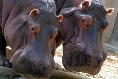 Los hipopótamos tienen alta capacidad de reproducción. Foto: Efe.