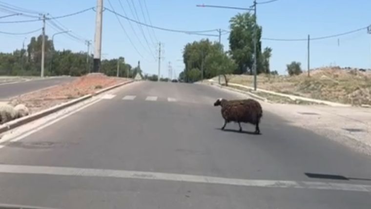 Una oveja atravesando la avenida Marciano Cantero.