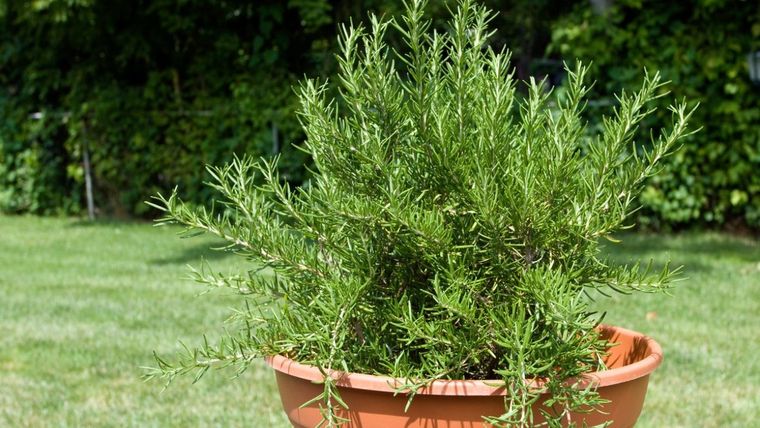 Si notas que las hojas se tornan amarillas o caen, es una señal de exceso de agua o falta de luz. Foto: Archivo