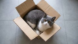 La caja de cartón puede ser un juguete desestresante para los gatos. La caja de cartón puede ser un juguete desestresante para los gatos.