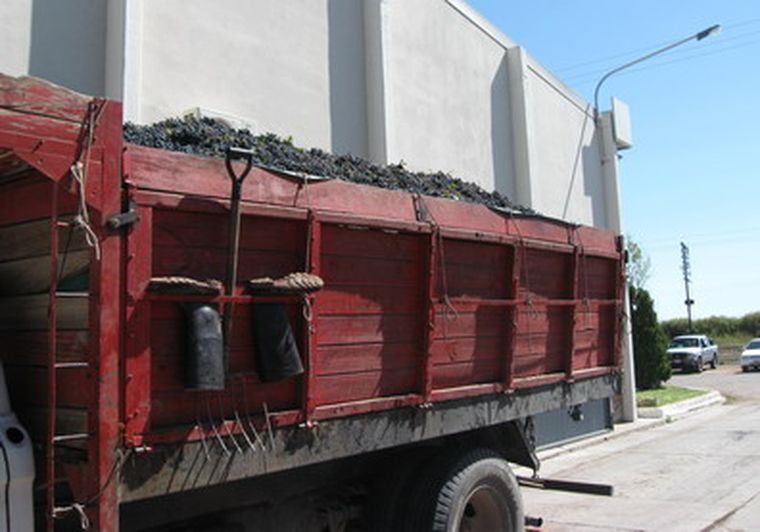 Para García casi no se ven camiones con uva porque en una camionada entra todo.