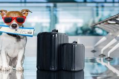 Foto: pettravelquestions.com