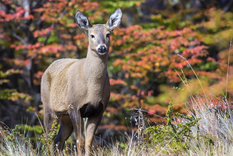 Foto: Hernán Povedano