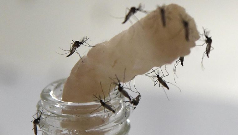 Descubrieron una mutación genética en mosquitos transmisores del dengue que los hace resistente a los insecticidas. Foto: NA