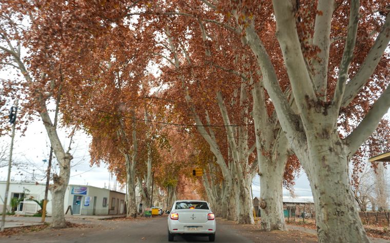 Qué cambia con la Ley de Arbolado y cómo serán las podas en Luján de Cuyo.