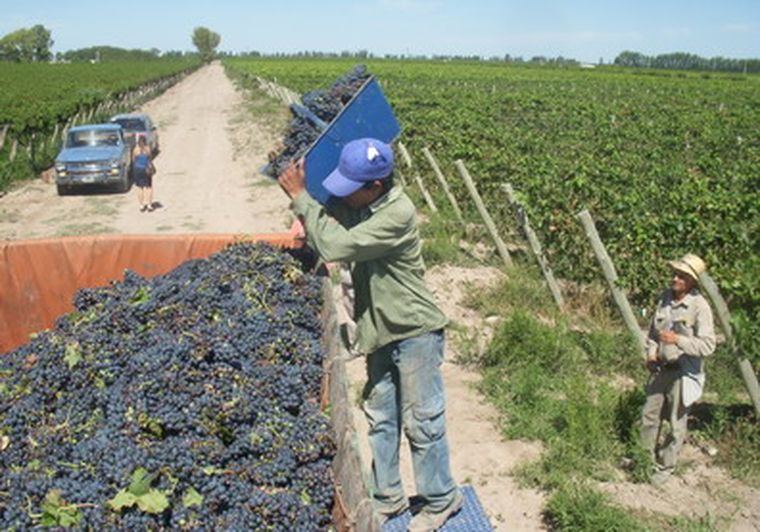 Continúa la negociación por la recomposición salarial del sector vitícola. Foto: MDZ