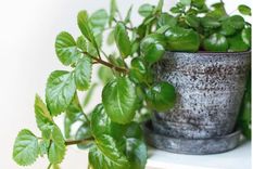 Cuál es el lugar perfecto para esta planta. Foto: OK DIARIO