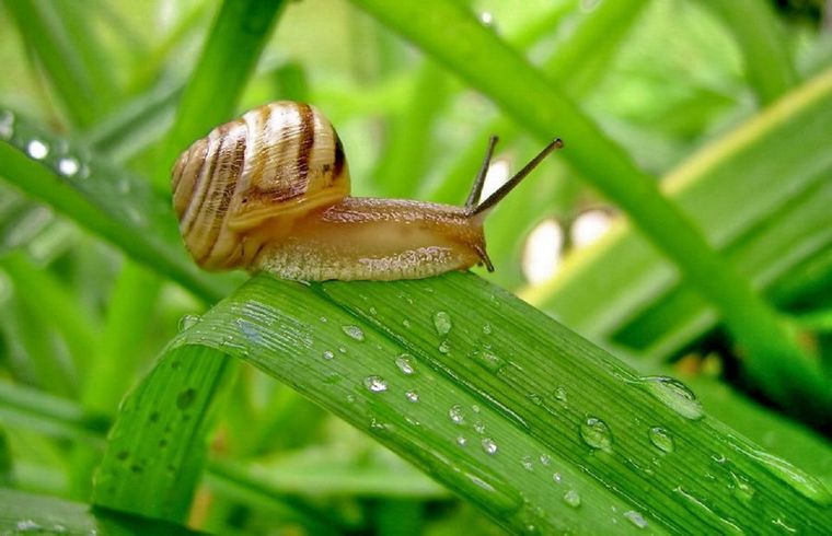 Tras la lluvia, se recomienda renovar la ceniza para mantener la protección contra caracoles. Foto: Archivo Tras la lluvia, se recomienda renovar la ceniza para mantener la protección contra caracoles. Foto: Archivo