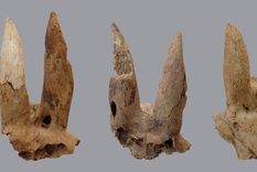 Los egipcios trabajaban los cuernos de las ovejas. Foto: Dpa. Los egipcios trabajaban los cuernos de las ovejas. Foto: Dpa.