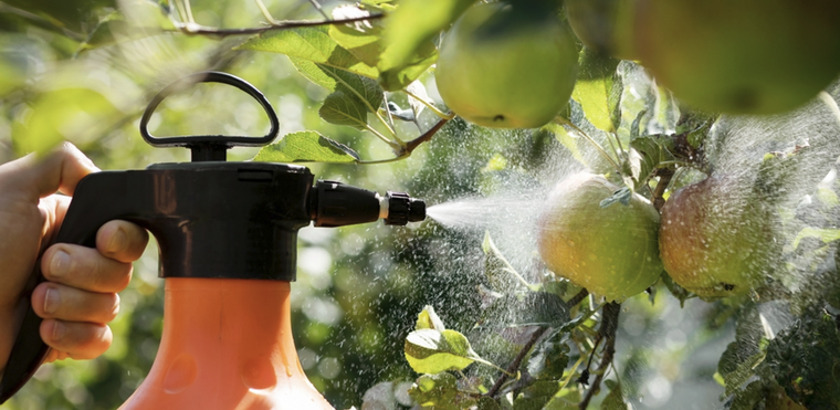 Adiós a las plagas de los árboles frutales con este preparado. Foto: Shutterstock