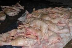 el ?boom? de robar lechones el ?boom? de robar lechones