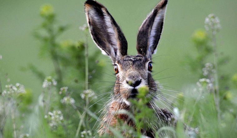 Los conejos silvestres tienen el nuevo coronavirus, según el estudio. Foto: Efe.