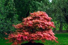 acer palmatum Foto: bonsaicuidados.org