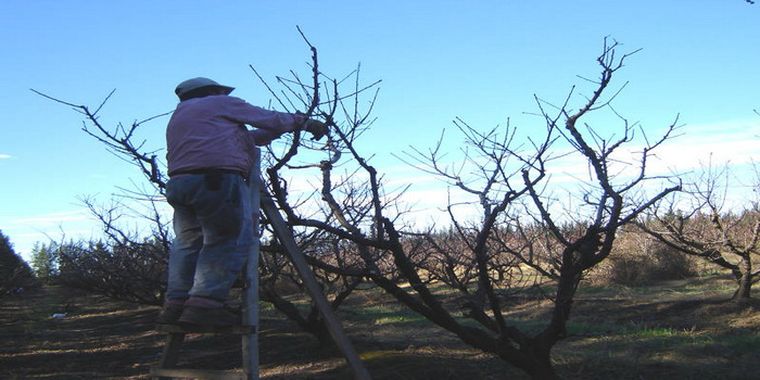 Productores: afirman que la provincia no da soluciones, por eso se dirigirán a la Nación.