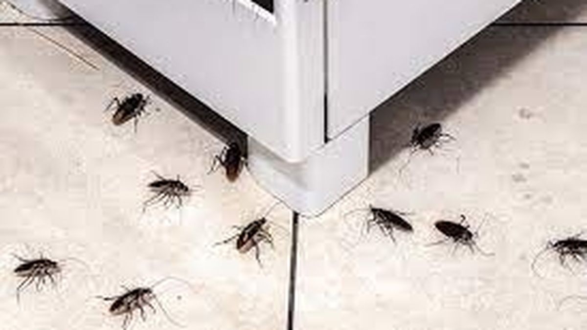 El truco económico que elimina cucarachas con un ingrediente barato que tenés en casa