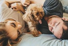 Los perros tiene una relación muy afectiva con sus dueños Foto: Archivo