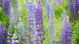 El lupino es una planta que enriquece el suelo porque le proporciona nitrógeno. Foto: Pixabay