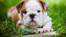 Bulldog Inglés es uno de los perros que encabezan esta lista Foto: Instagram American Kennel Club
