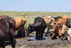 la inesperada medida que tomara un municipio bonaerense para ayudar al campo por la sequia